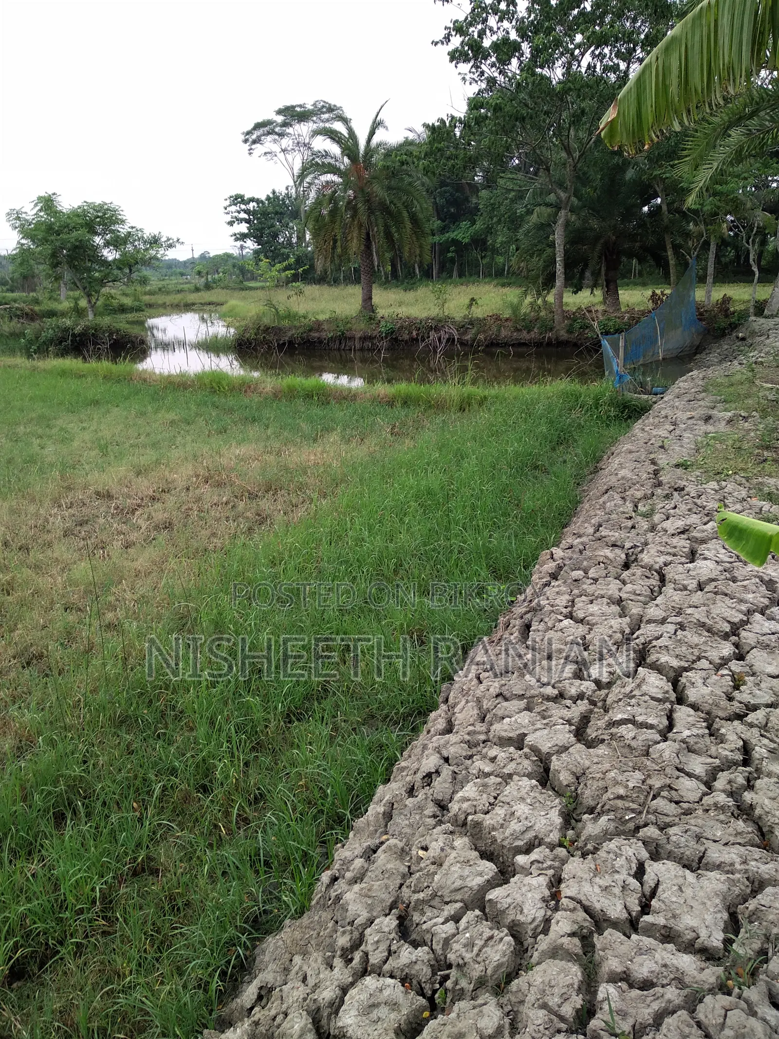 ১ বিঘা (৫২ শতক) কৃষি জমি বিক্রি হবে