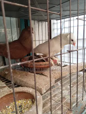Indian Bombay Pigeon for sale