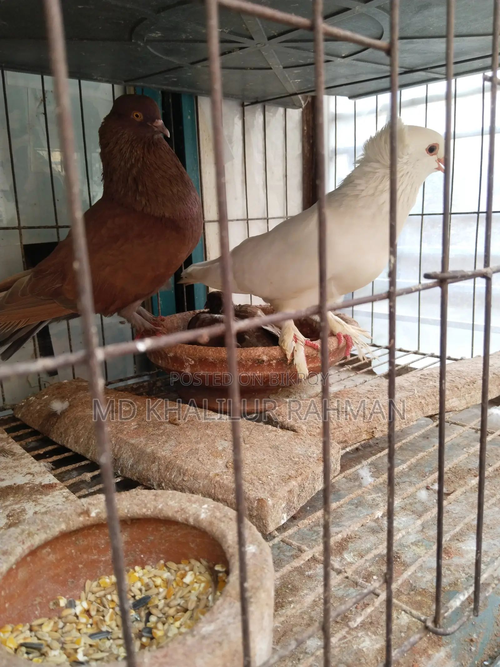 Indian Bombay Pigeon for sale