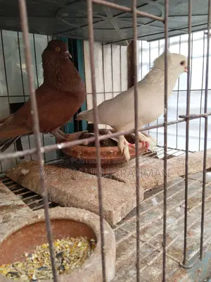 Indian Bombay Pigeon for sale