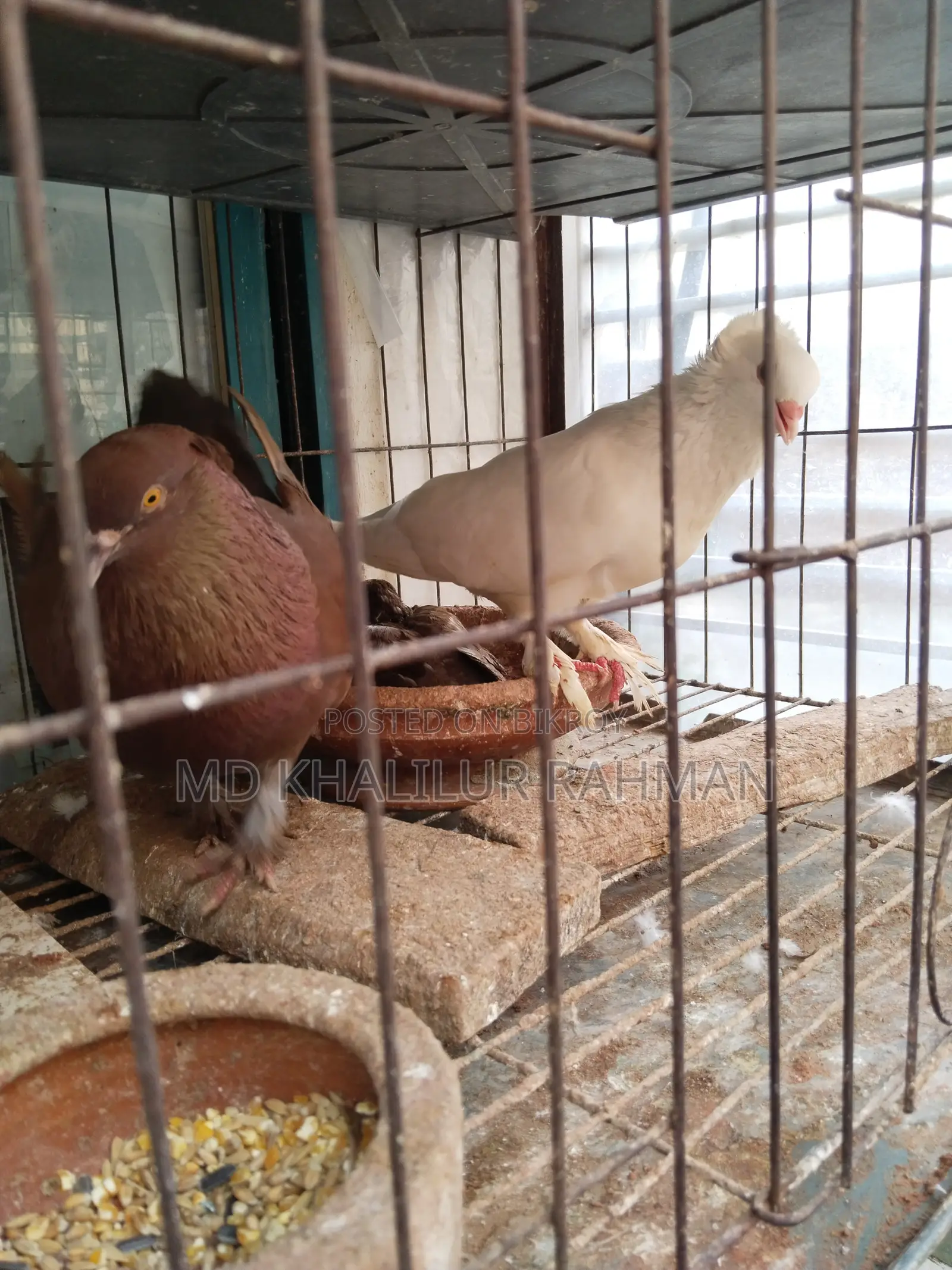 Indian Bombay Pigeon for sale