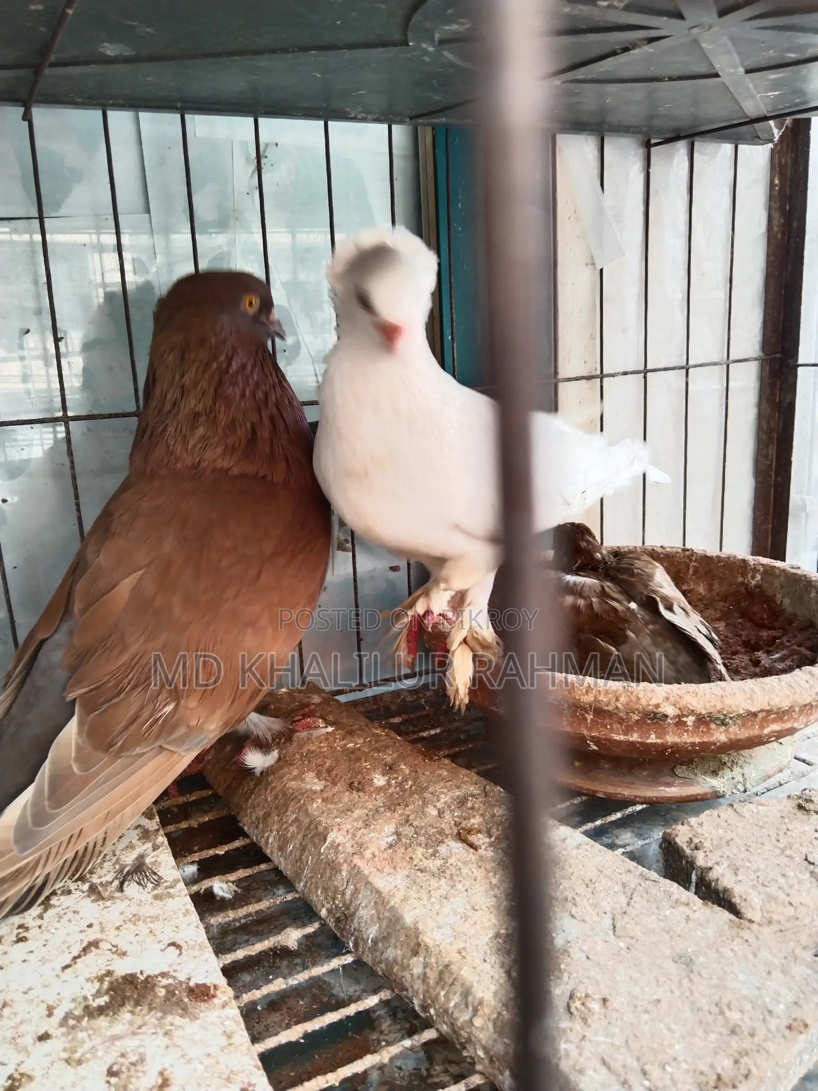 Indian Bombay Pigeon for sale