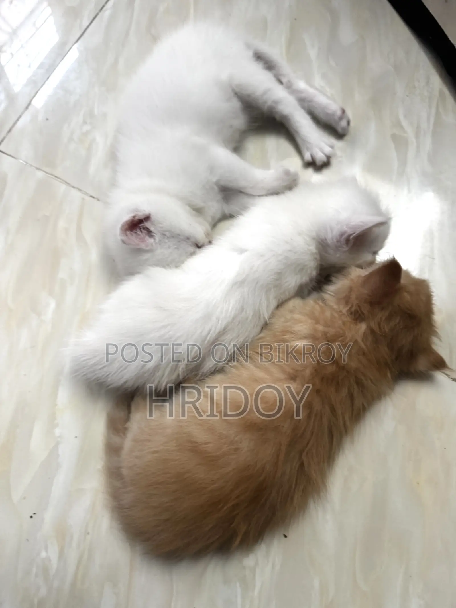 ১-৩ মাস বয়সী পুরুষ মিশ্র জাতের পার্সিয়ান