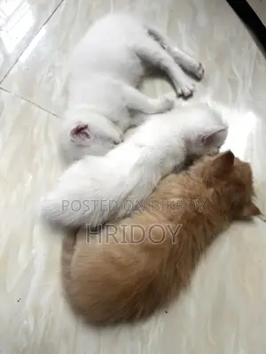 ১-৩ মাস বয়সী পুরুষ মিশ্র জাতের পার্সিয়ান