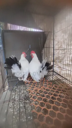 Bentham Rooster for Sale