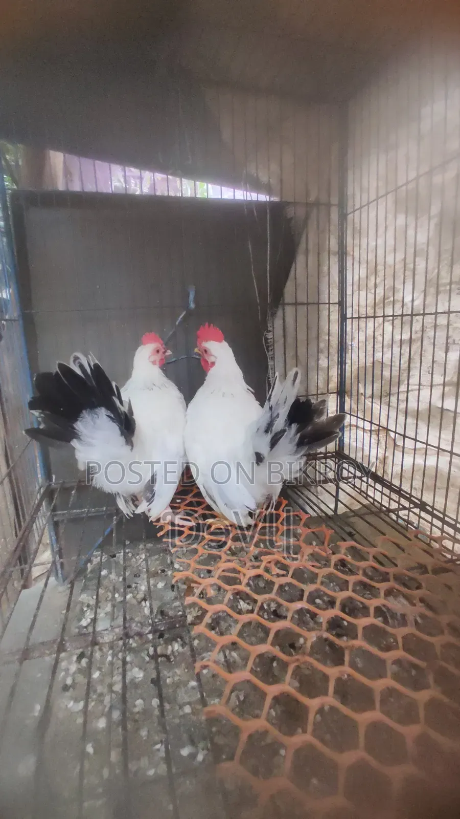 Bentham Rooster for Sale