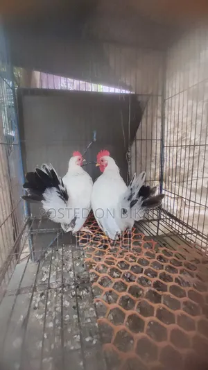 Bentham Rooster for Sale