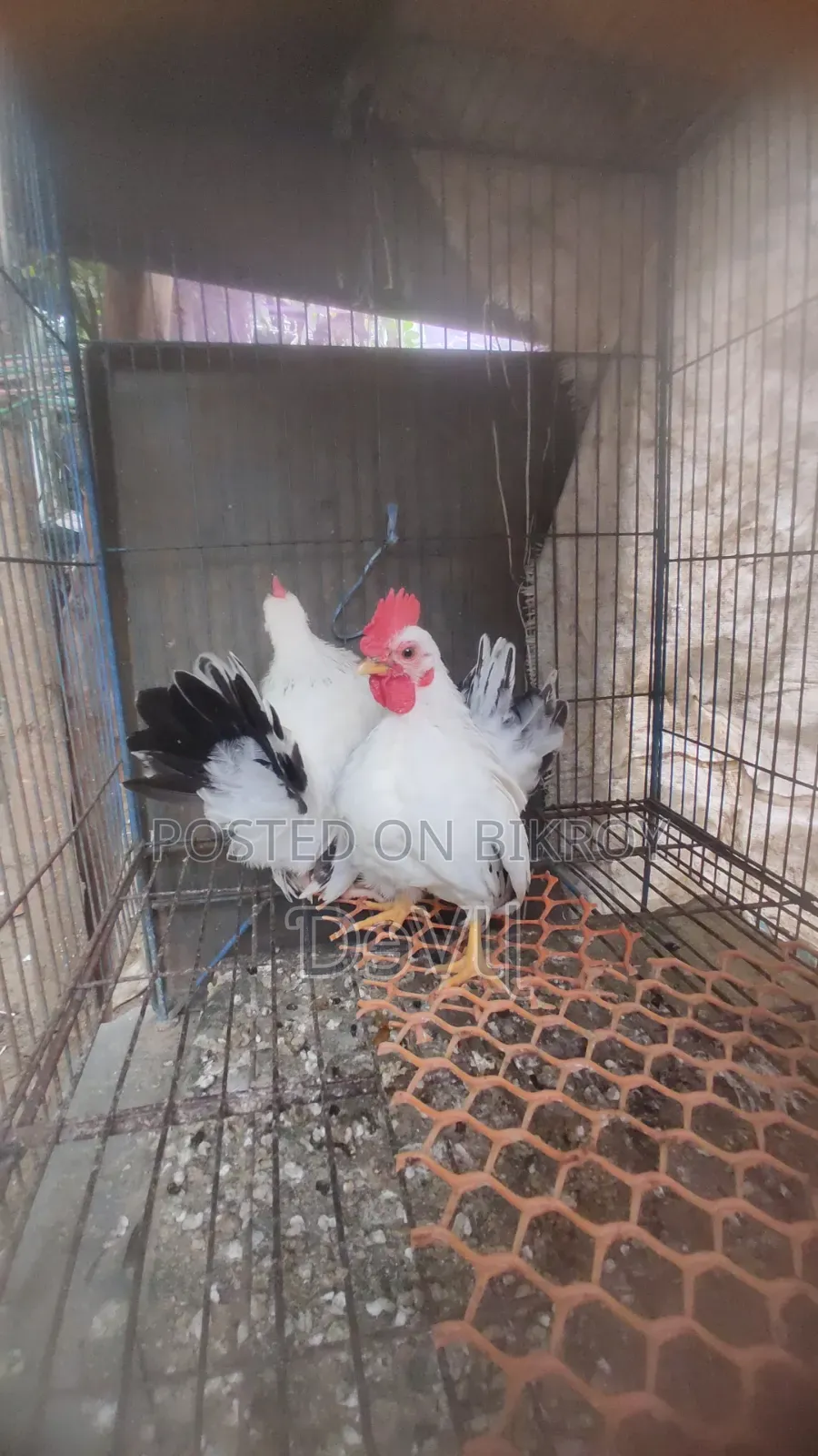 Bentham Rooster for Sale