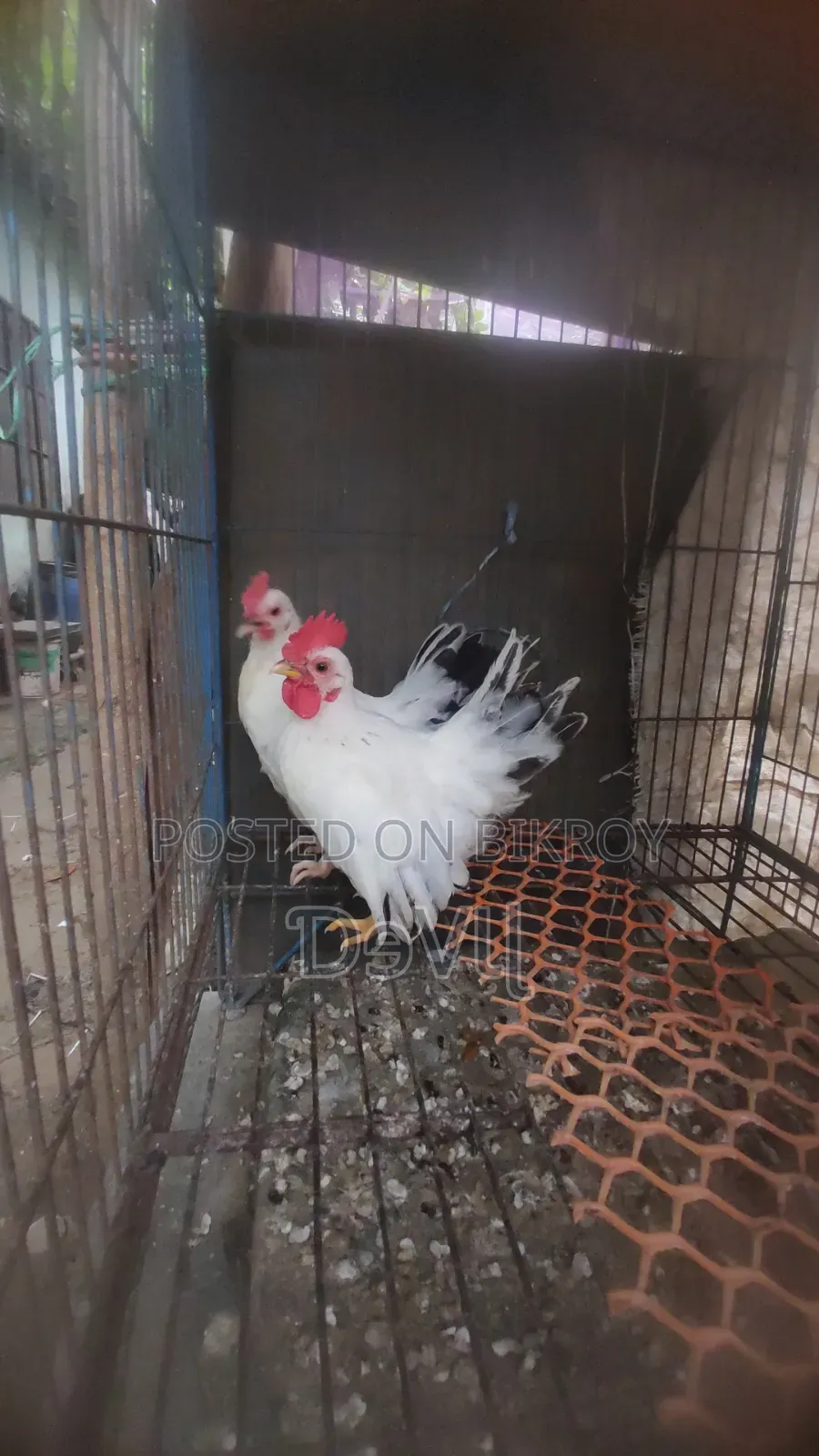 Bentham Rooster for Sale