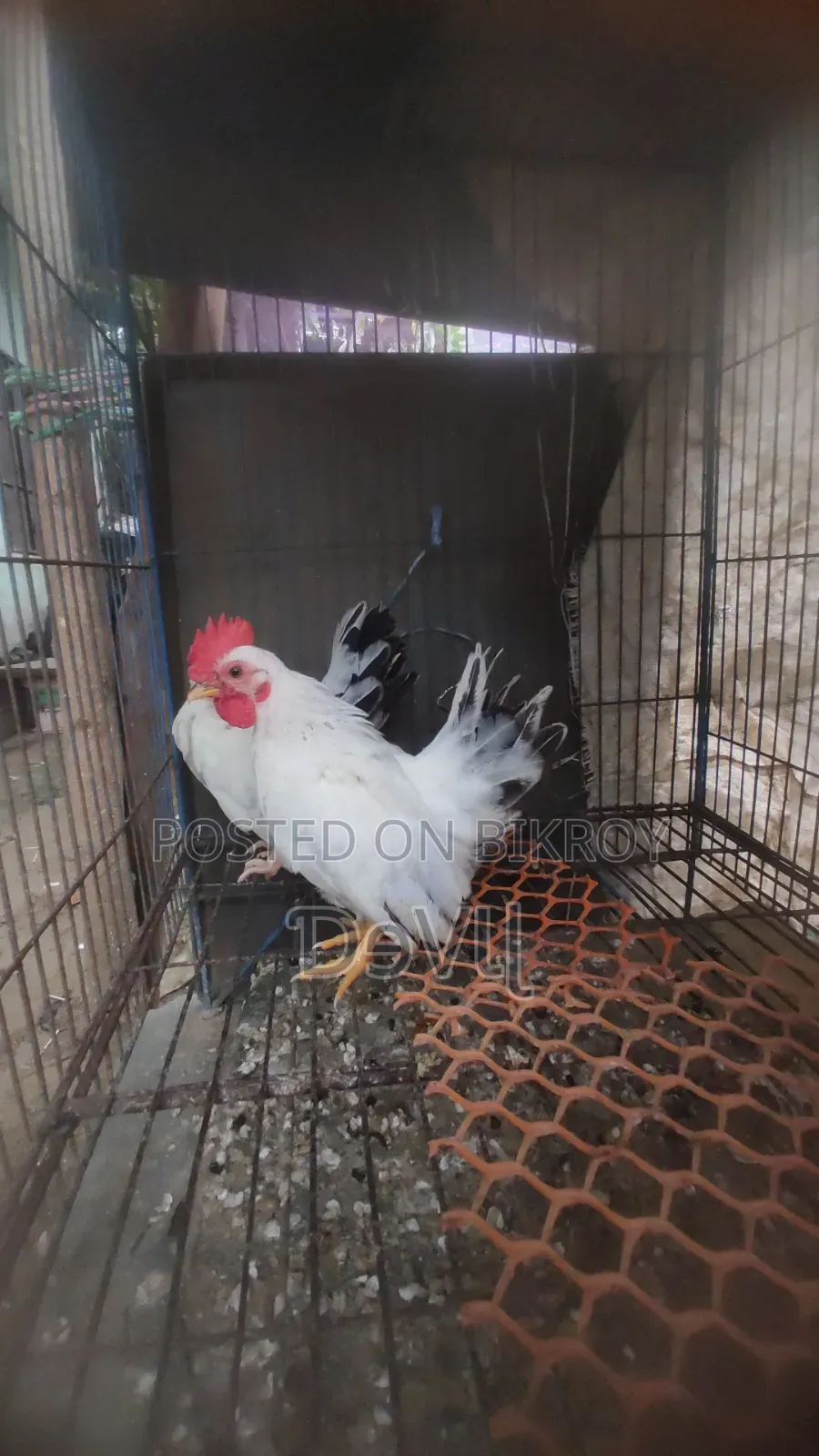 Bentham Rooster for Sale