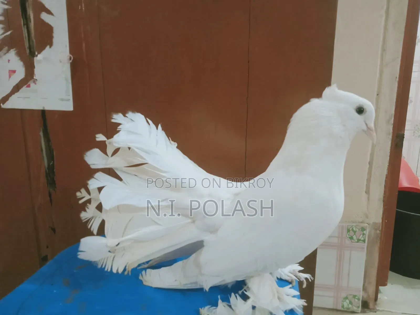 কবুতর বিক্রি করা হবে