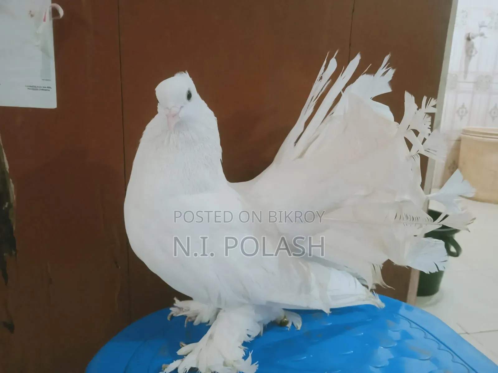 কবুতর বিক্রি করা হবে
