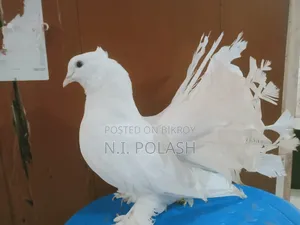 কবুতর বিক্রি করা হবে