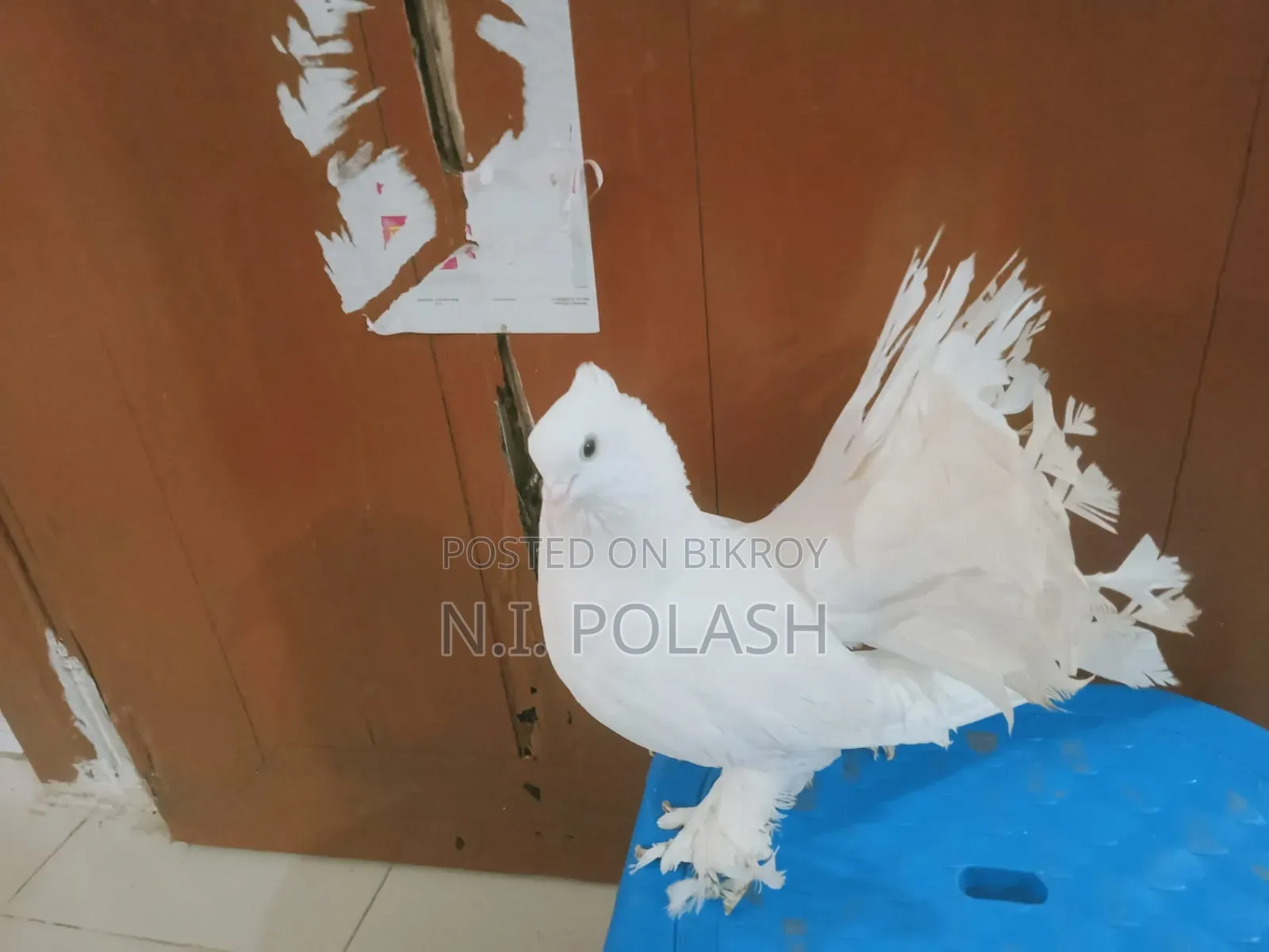 কবুতর বিক্রি করা হবে