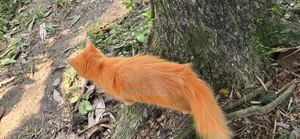 3-6 months Female Purebred Persian