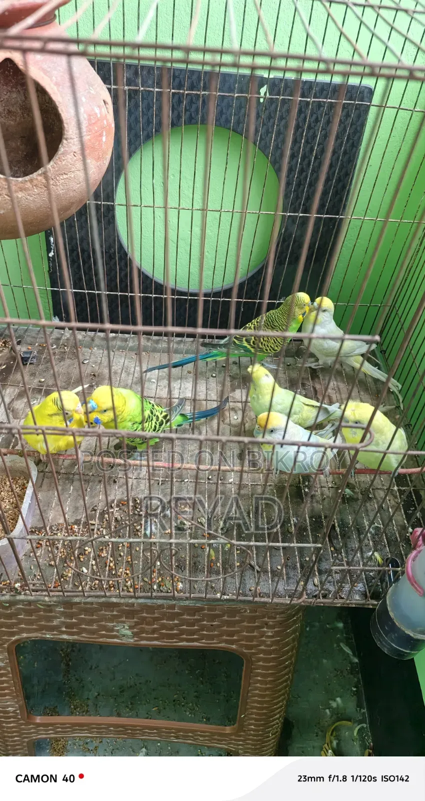 বাজিগর পাখি