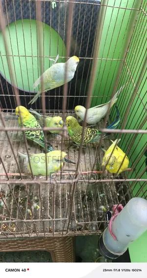বাজিগর পাখি
