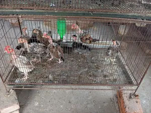 Chicken chicks