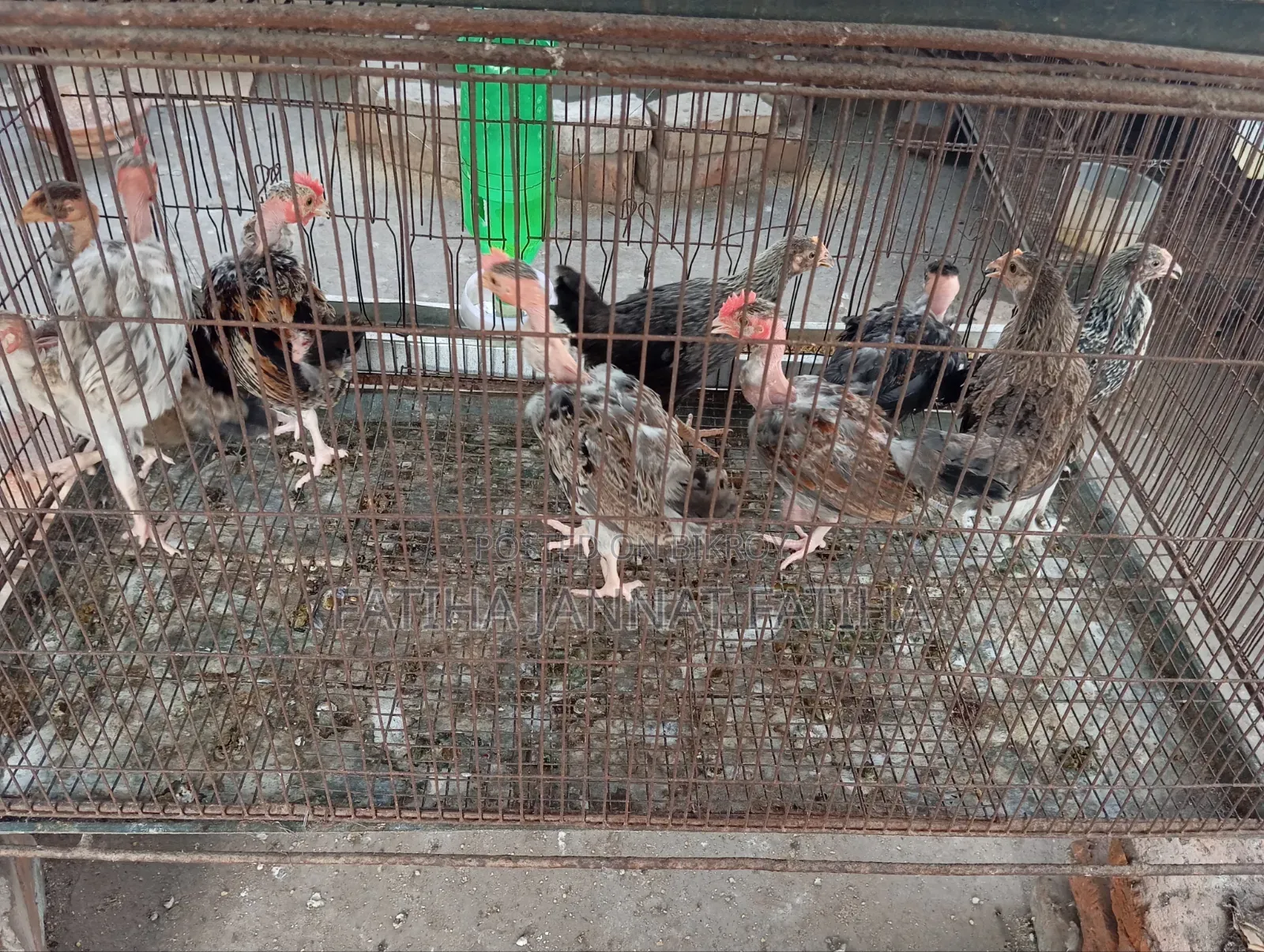 Chicken chicks