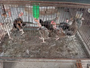 Chicken chicks