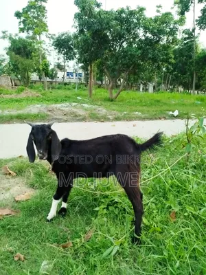 খাশি ছাগল বিক্রি করা হবে