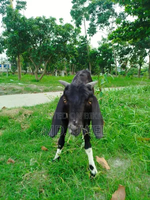 খাশি ছাগল বিক্রি করা হবে