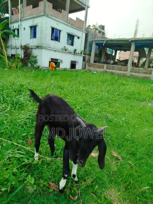 খাশি ছাগল বিক্রি করা হবে