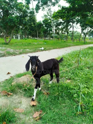 খাশি ছাগল বিক্রি করা হবে