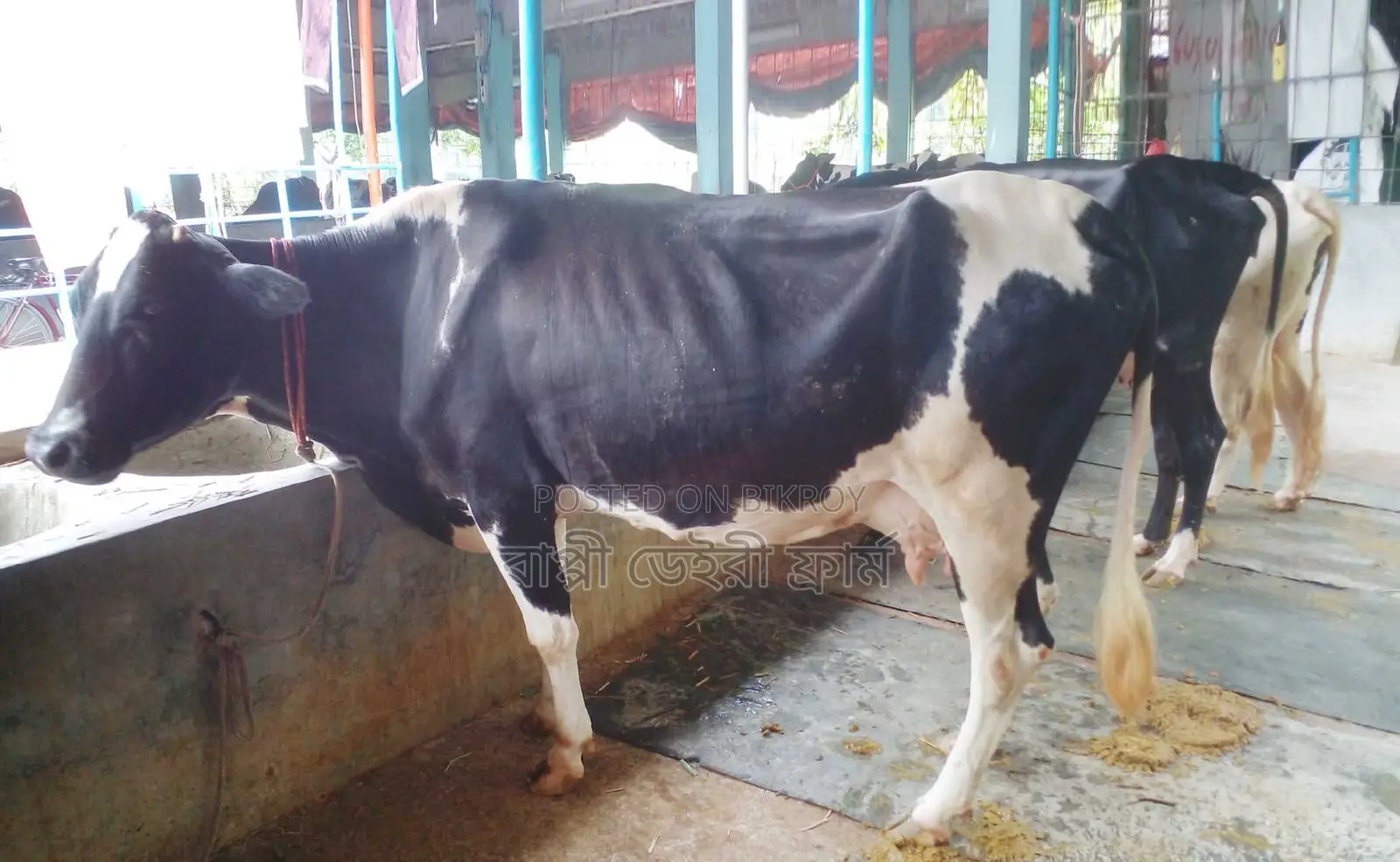 1266 No. 3 Mundi cows for sale.