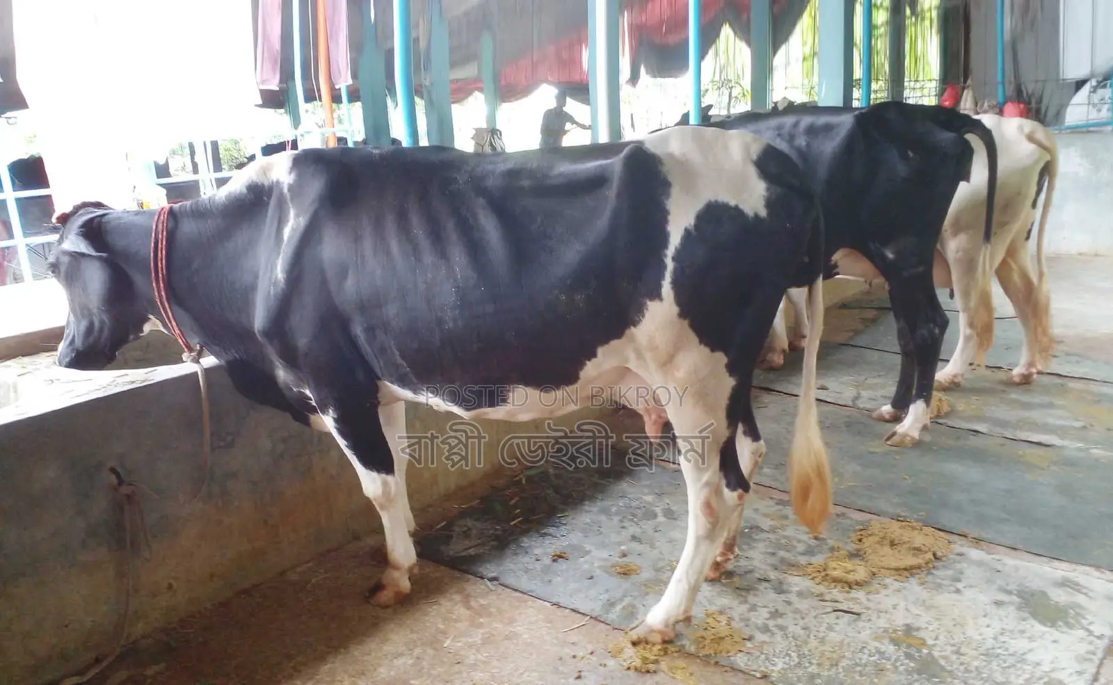 1266 No. 3 Mundi cows for sale.