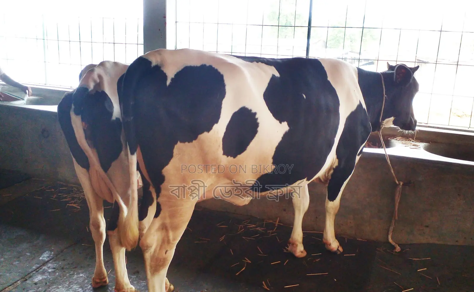 1267 No. 2 Cows for Sale, Good Breed.