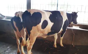 1267 No. 2 Cows for Sale, Good Breed.