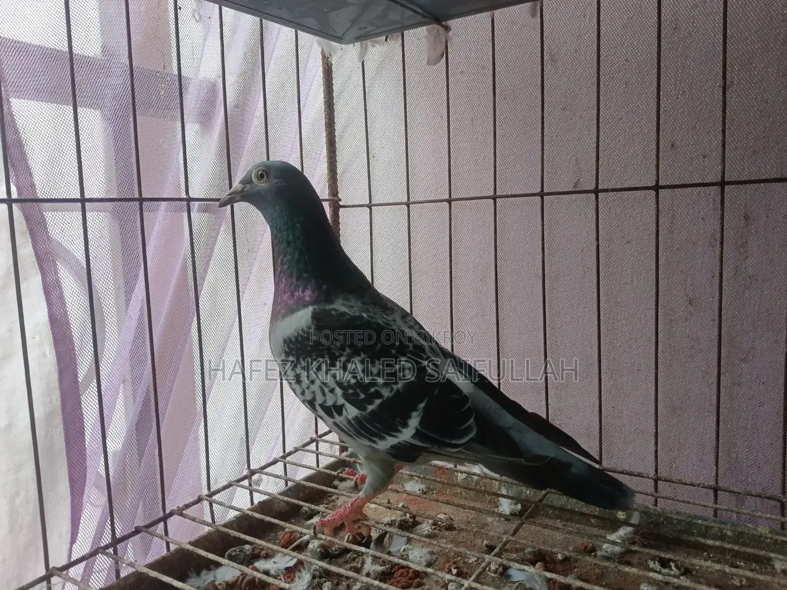 মাক্সি জোড়া বিক্রি হবে।