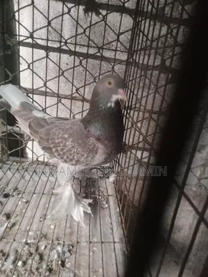 মাদি মিক্সড