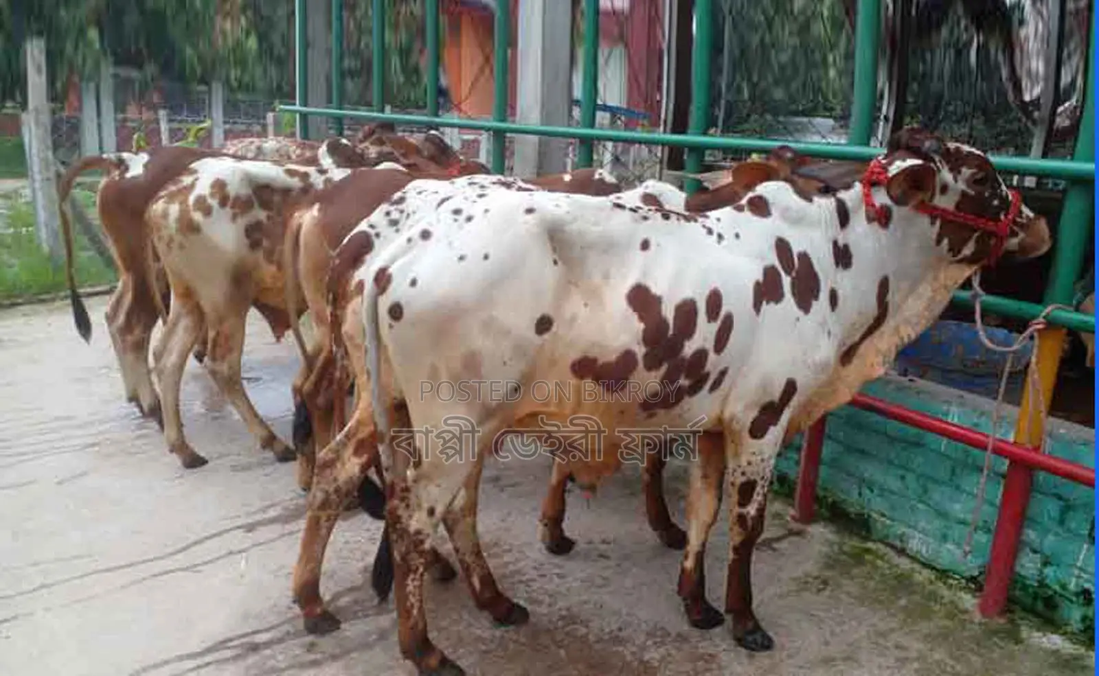1268 No. 6 Male Bull Calves For Sale.