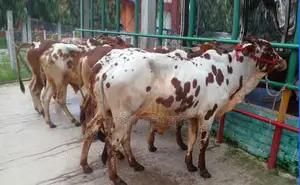 1268 No. 6 Male Bull Calves For Sale.
