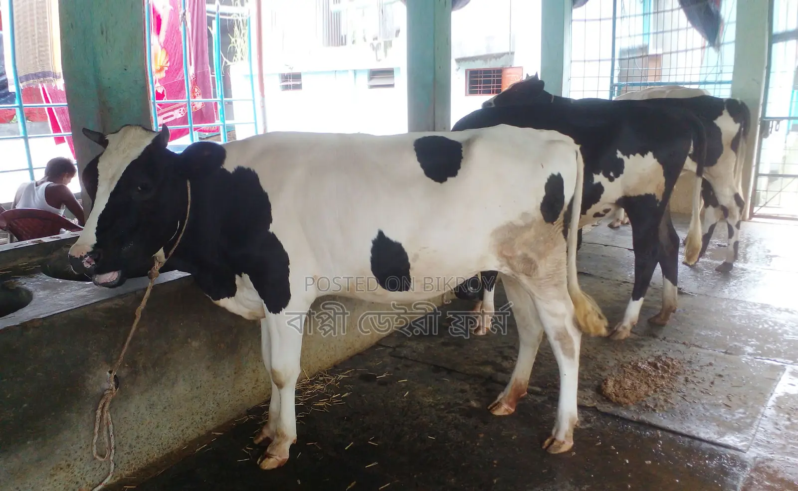 ১২৬৯নং ৩টি বকনা বিক্রয় হবে ভালো জাতের।