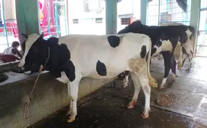 No. 1269, 3 heifers for sale, good breed.