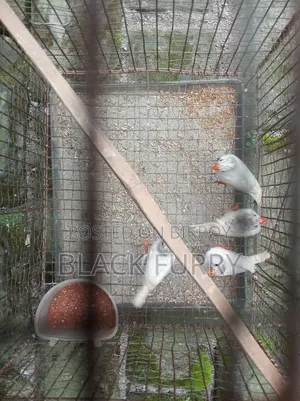 জেব্রা ফিঞ্চ