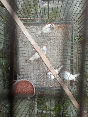 জেব্রা ফিঞ্চ
