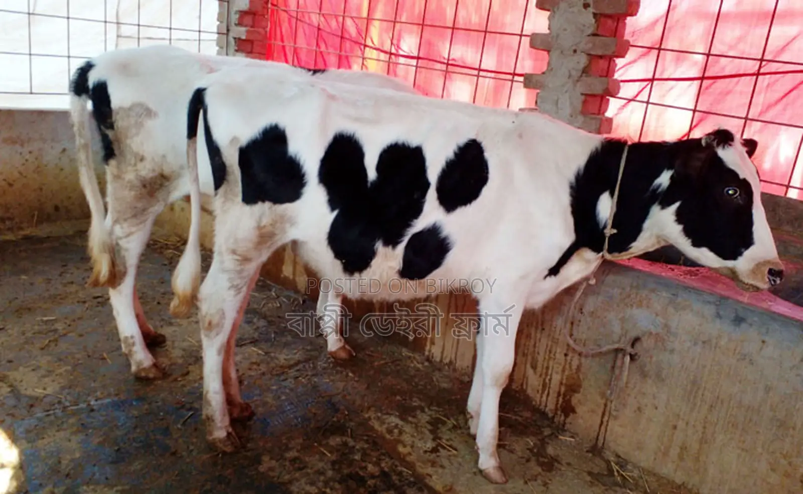 1270 No. 2 heifer calves for sale.