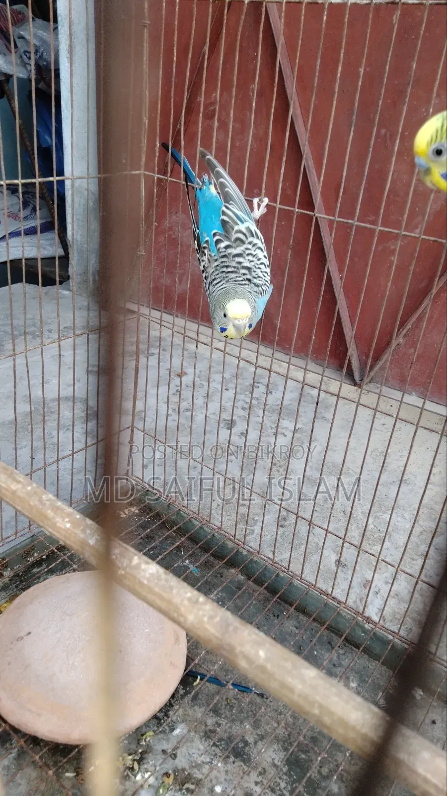 এক জোড়া রানিং বাজরিকা পাখি খাচা সহকারে বিক্রি করা হবে