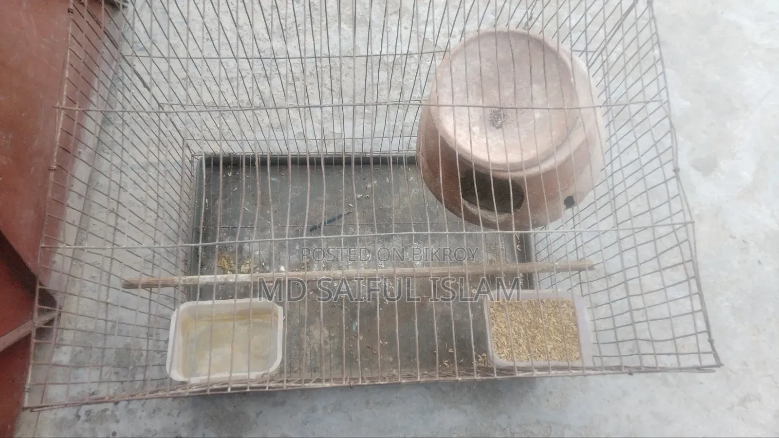 এক জোড়া রানিং বাজরিকা পাখি খাচা সহকারে বিক্রি করা হবে