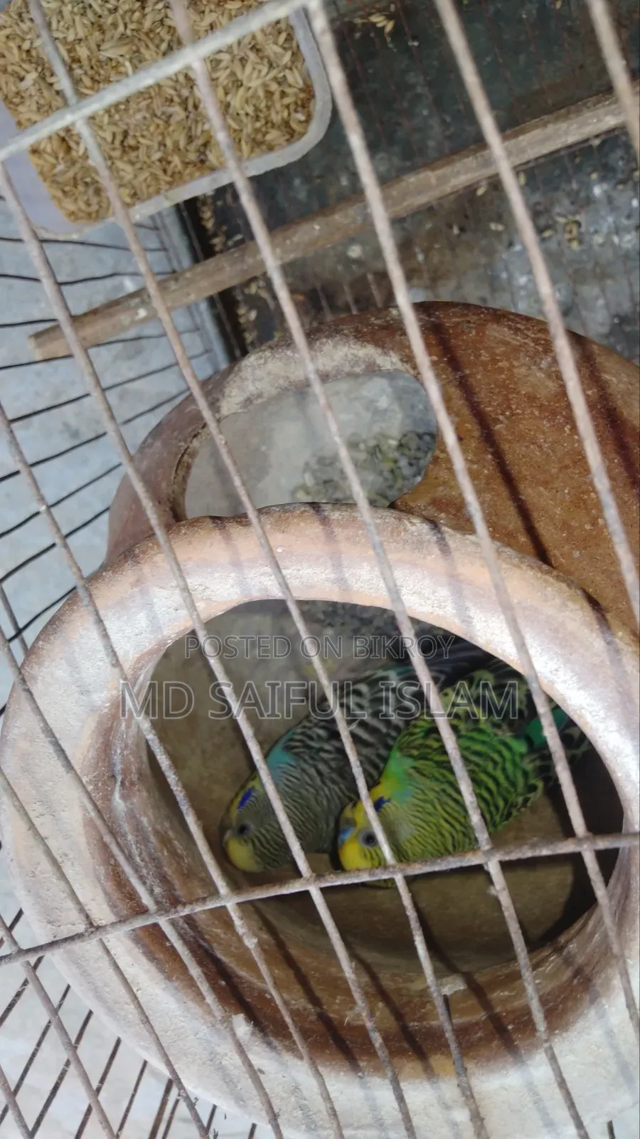 এক জোড়া রানিং বাজরিকা পাখি খাচা সহকারে বিক্রি করা হবে