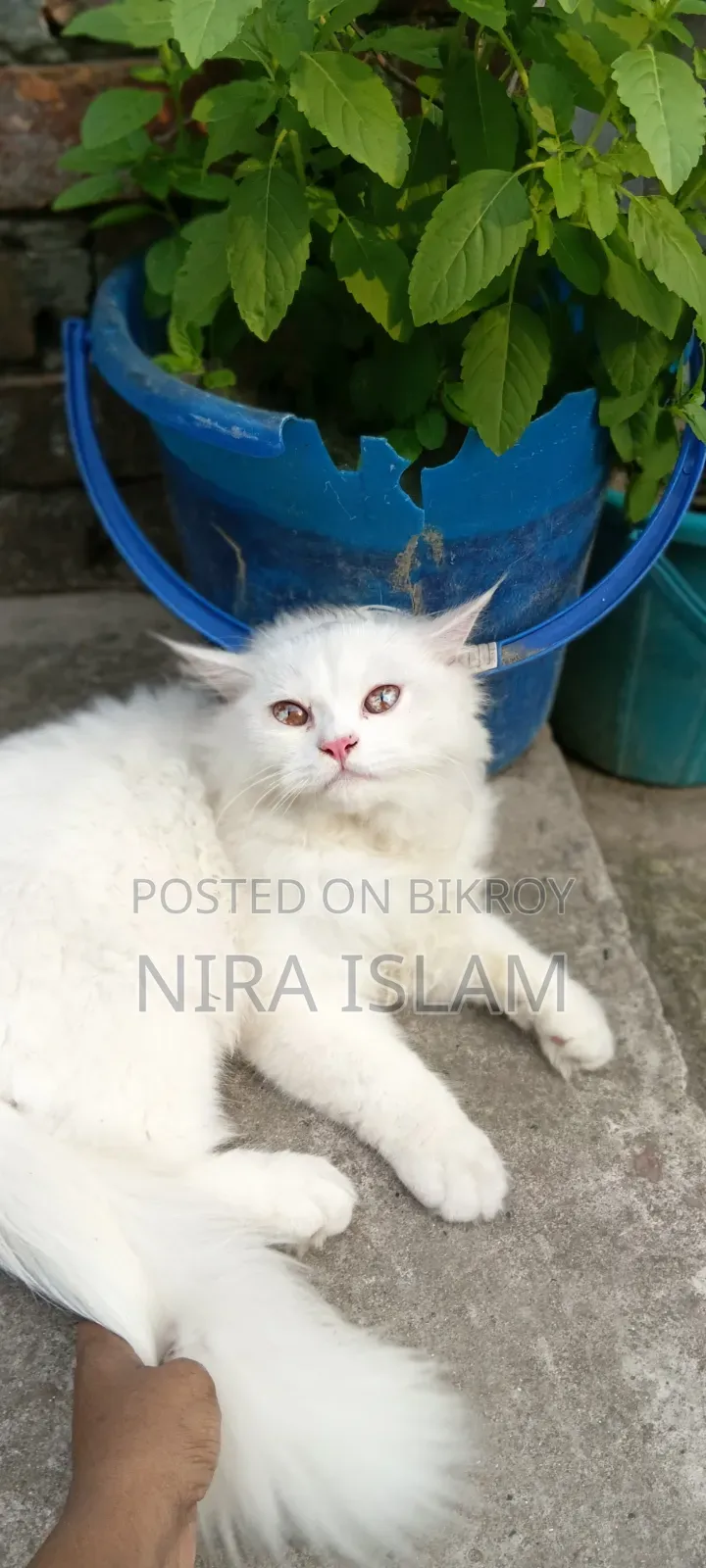 ৩-৬ মাস বয়সী পুরুষ পিওরব্রেড পার্সিয়ান বিড়াল