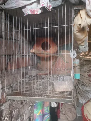 পাখির একটা 12/18সাইজ খাঁচা বিক্রি হবে