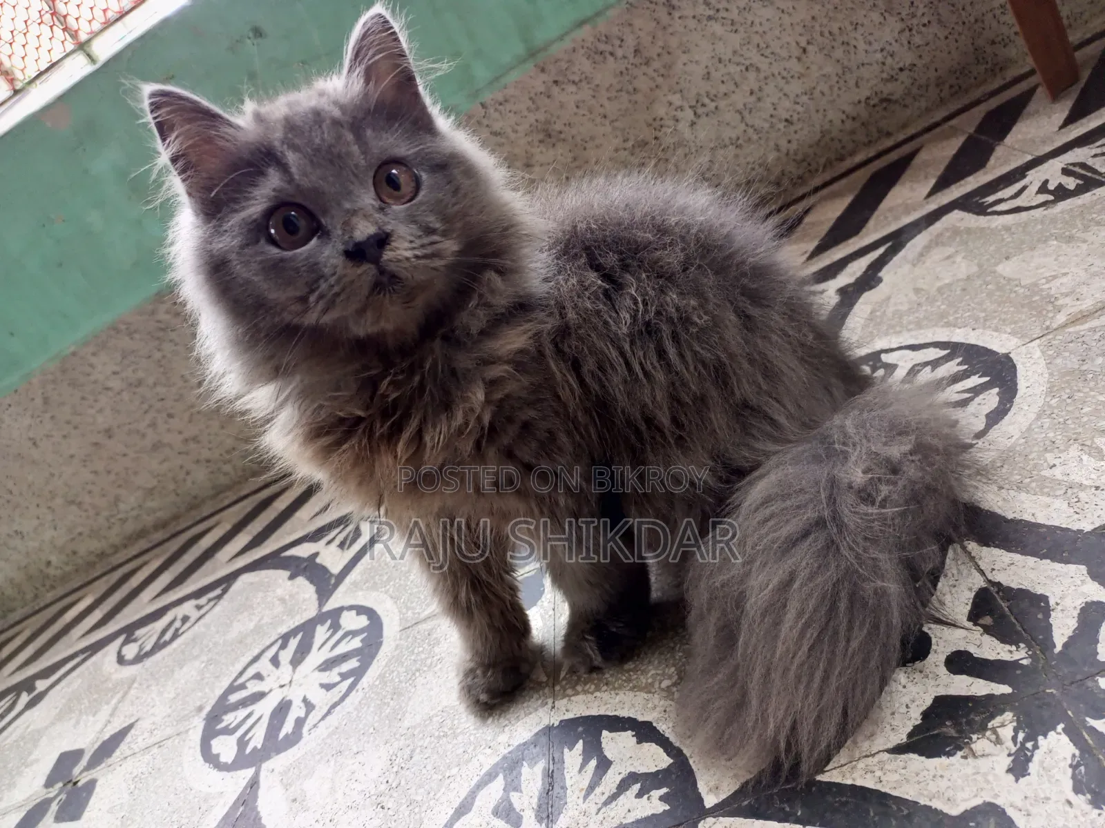 3-6 months Male Purebred Persian