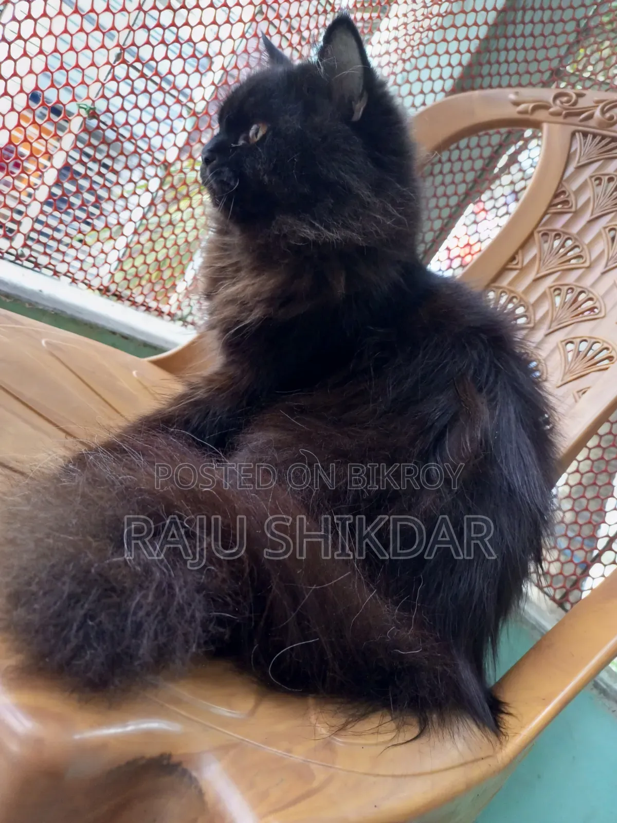 3-6 months Male Purebred Persian
