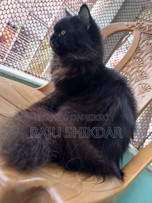 3-6 months Male Purebred Persian