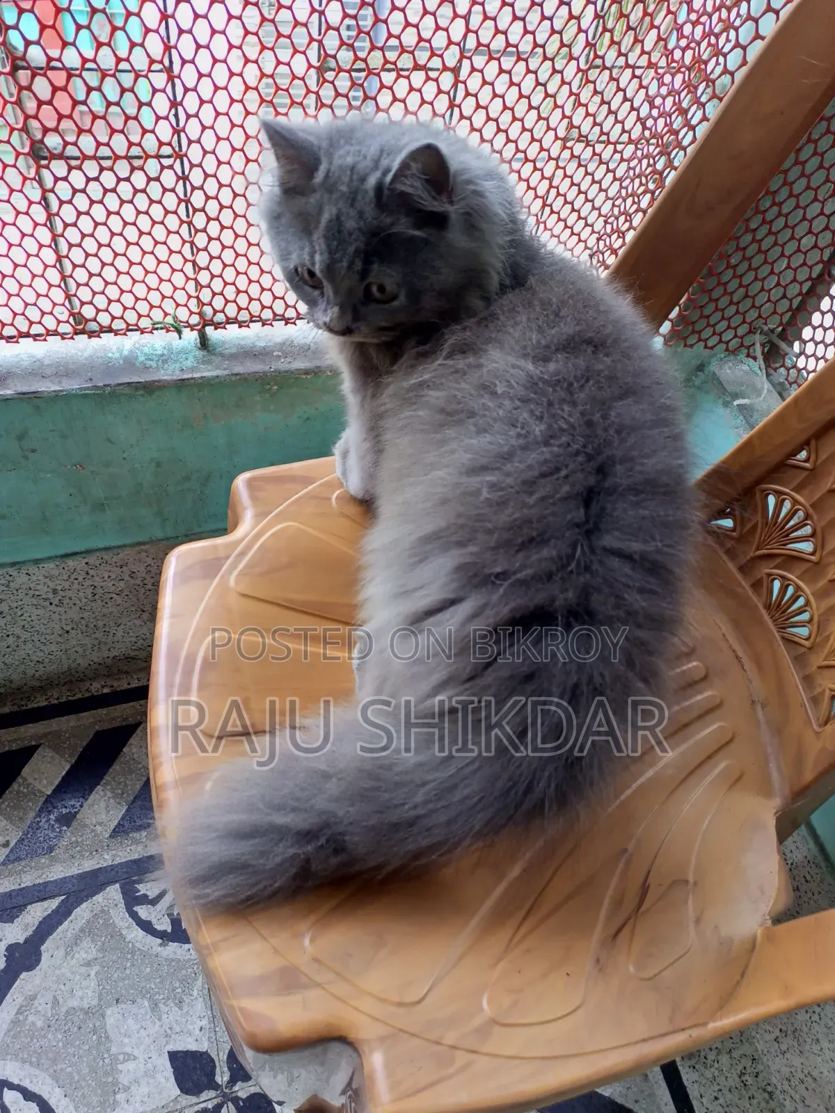 3-6 months Male Purebred Persian